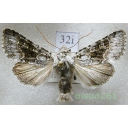 Hecatera bicolorata (Hufnagel, 1766) Czech32i